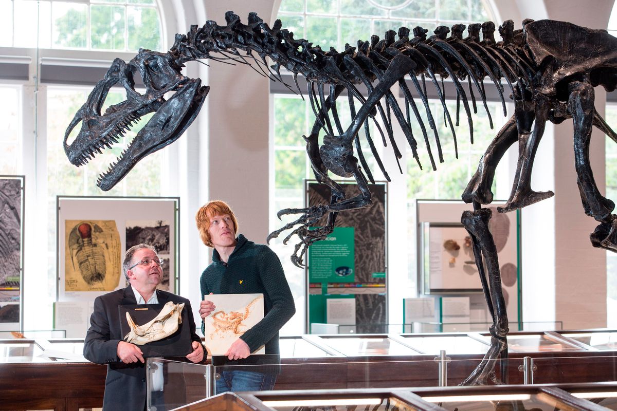 Richard Butler and Jon Clatworthy admire Roary the Allosaurus skeleton in the Lapworth Museum galleries.