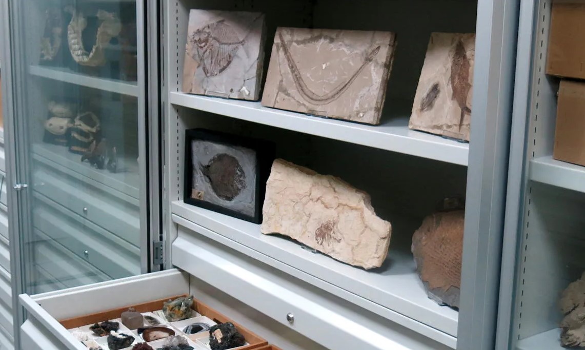 Shelves of fossil fish and minerals on display.