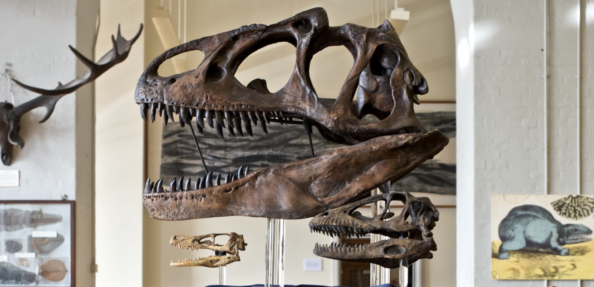 An Allosaurus skull cast, Velociraptor skull cast, and Deinonychus skull cast.