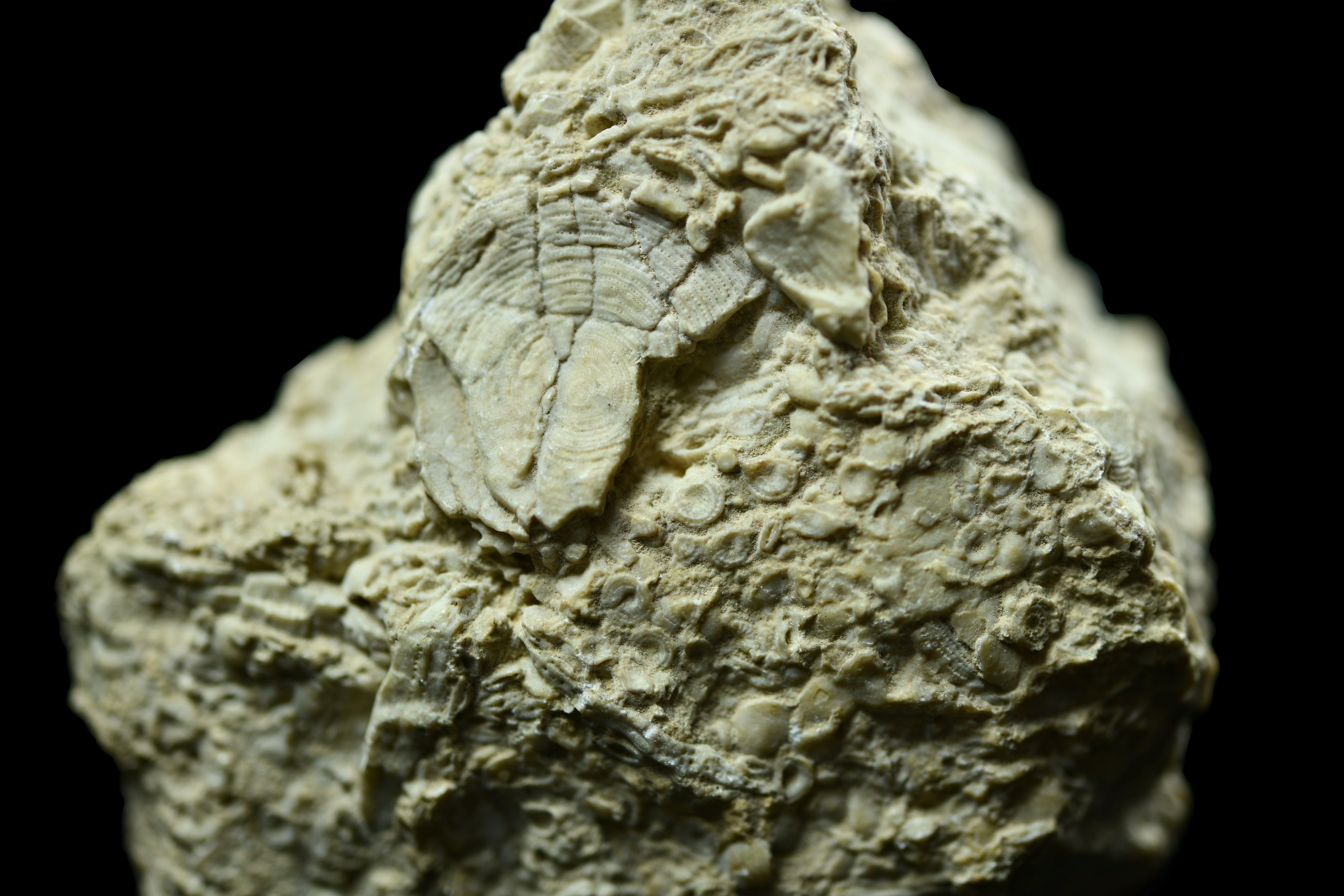 Nummulitic limestone. Image by J. D. Dixon.