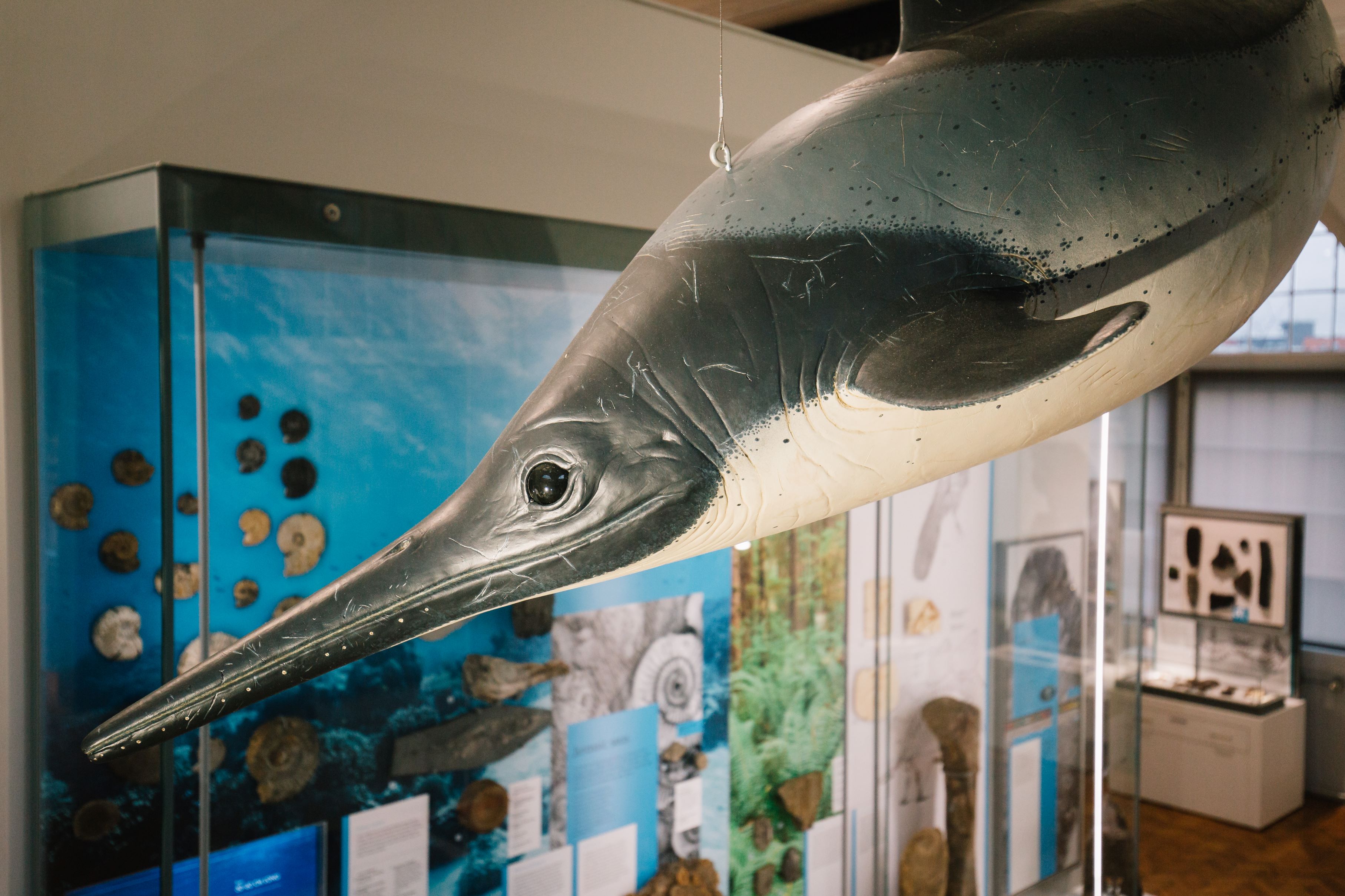 An Ichthyosaur model hanging in a Museum.