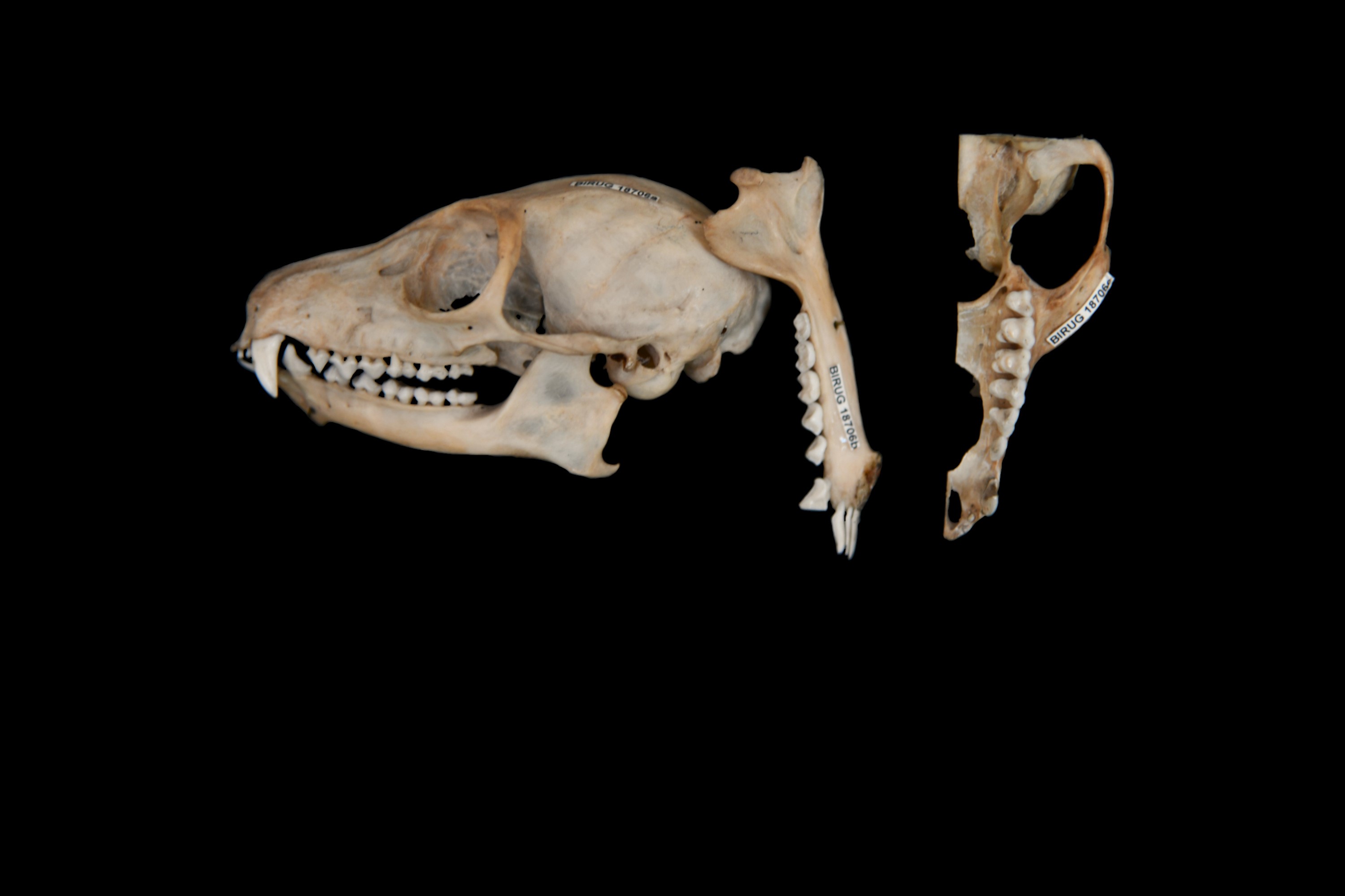 A sliced and mounted lemur skull on a black background.