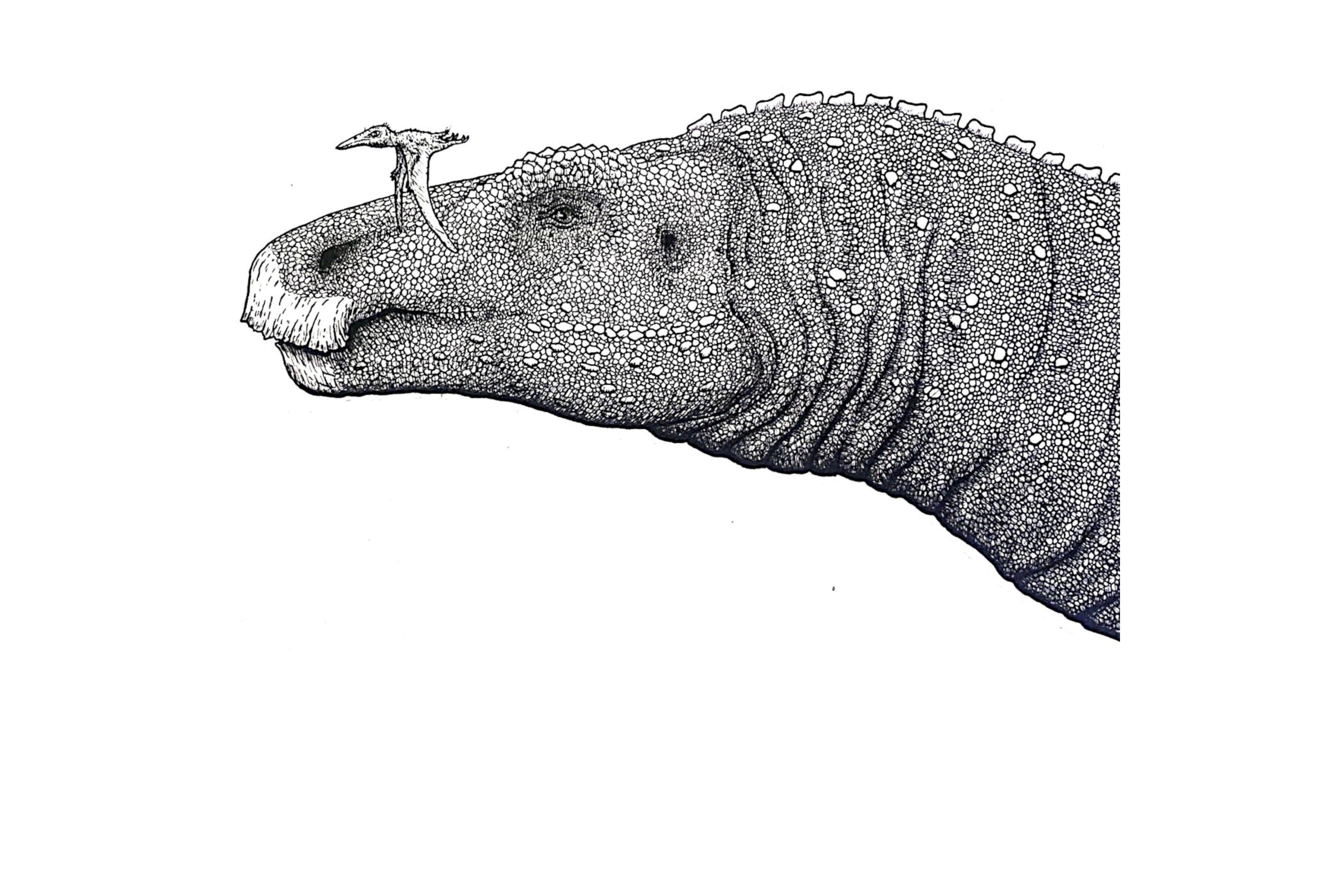 An illustration of the dinosaur Shantungosaurus giganteus and the pterosaur Nemicolopterus crypticus.