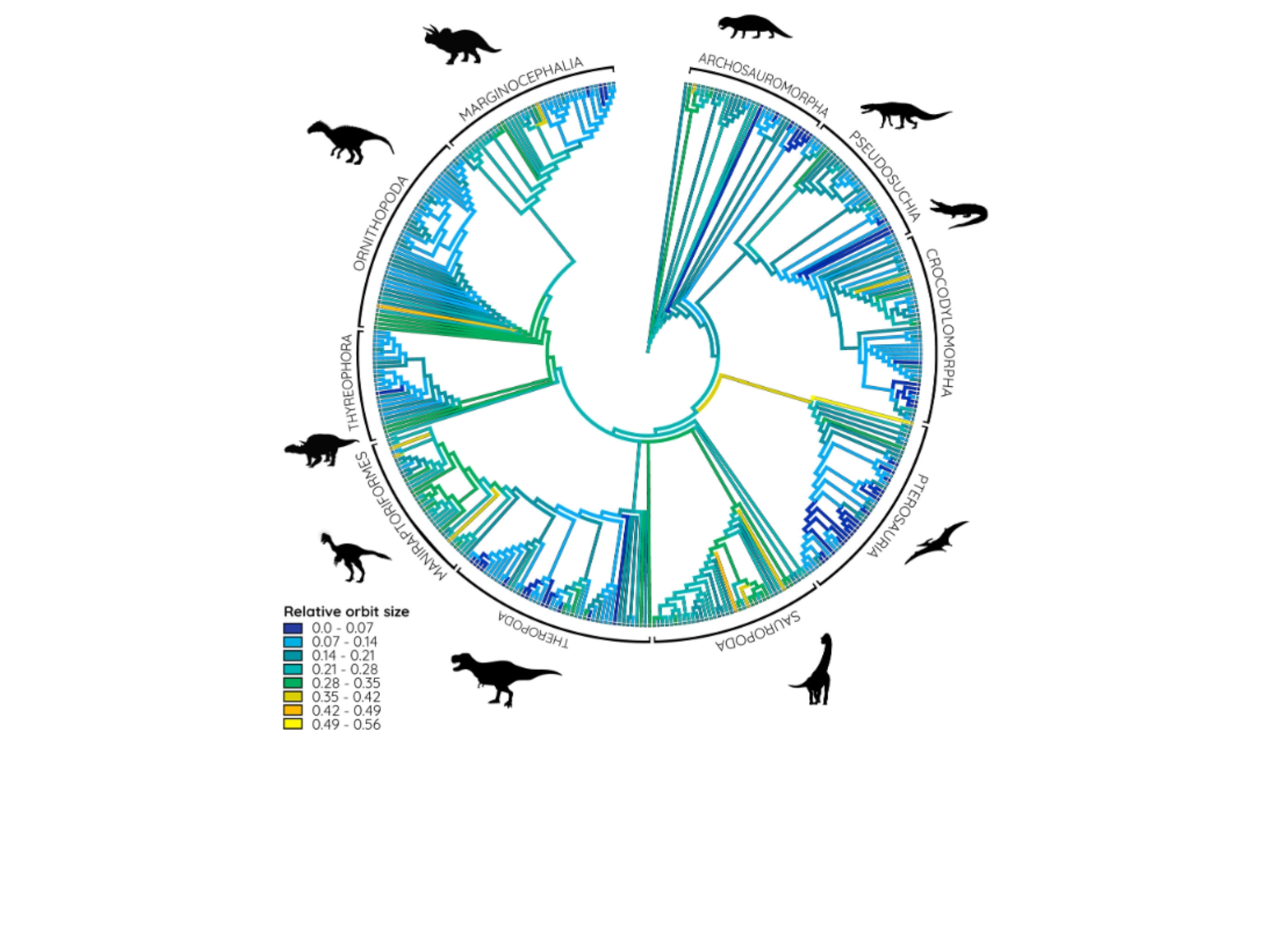 Relative orbit sizes of archosauromorphs projected onto a phylogenetic tree. 