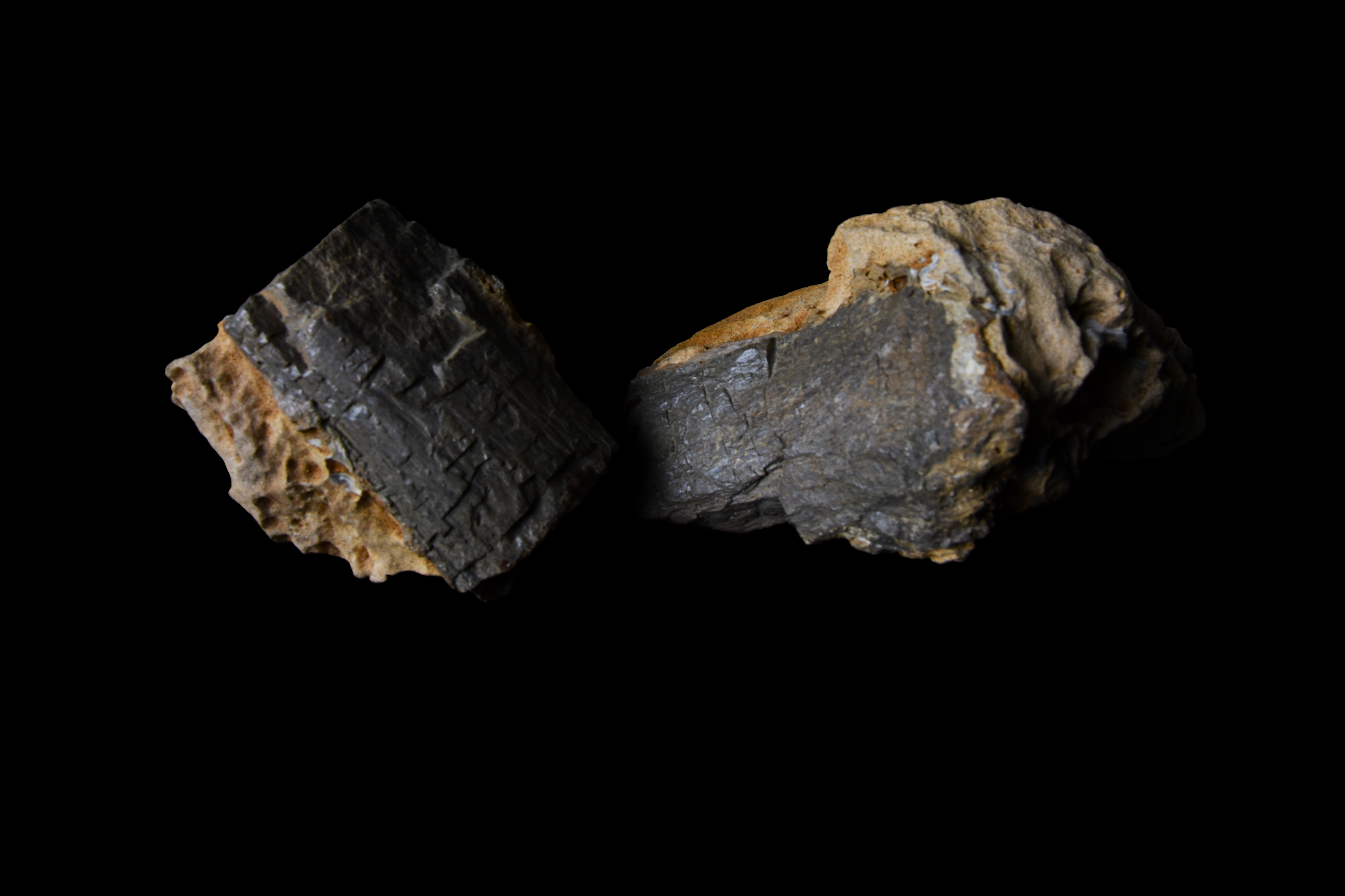 Two large pieces of dinosaur bone.