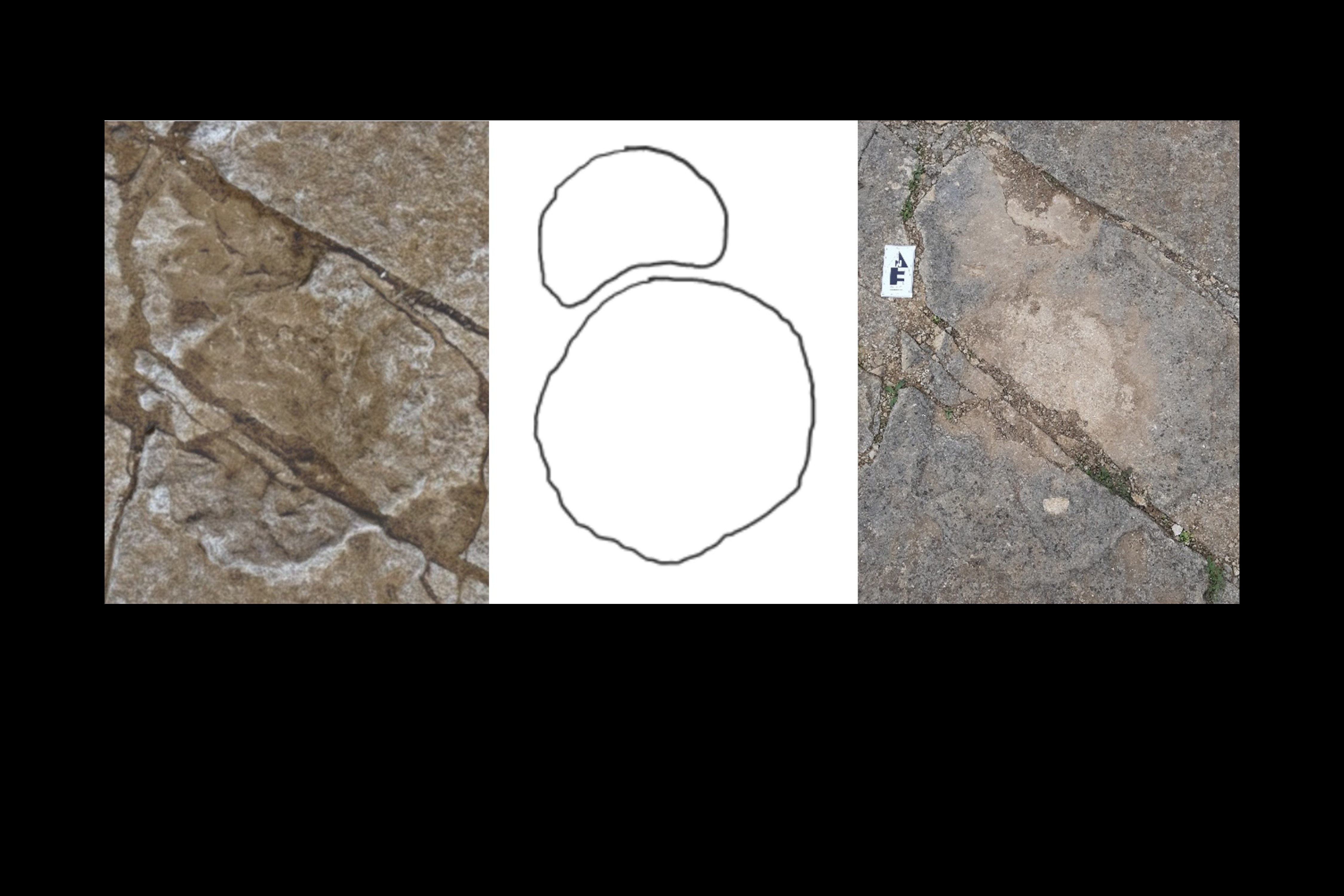 Possible manus-pes association from an individual sauropod dinosaur.