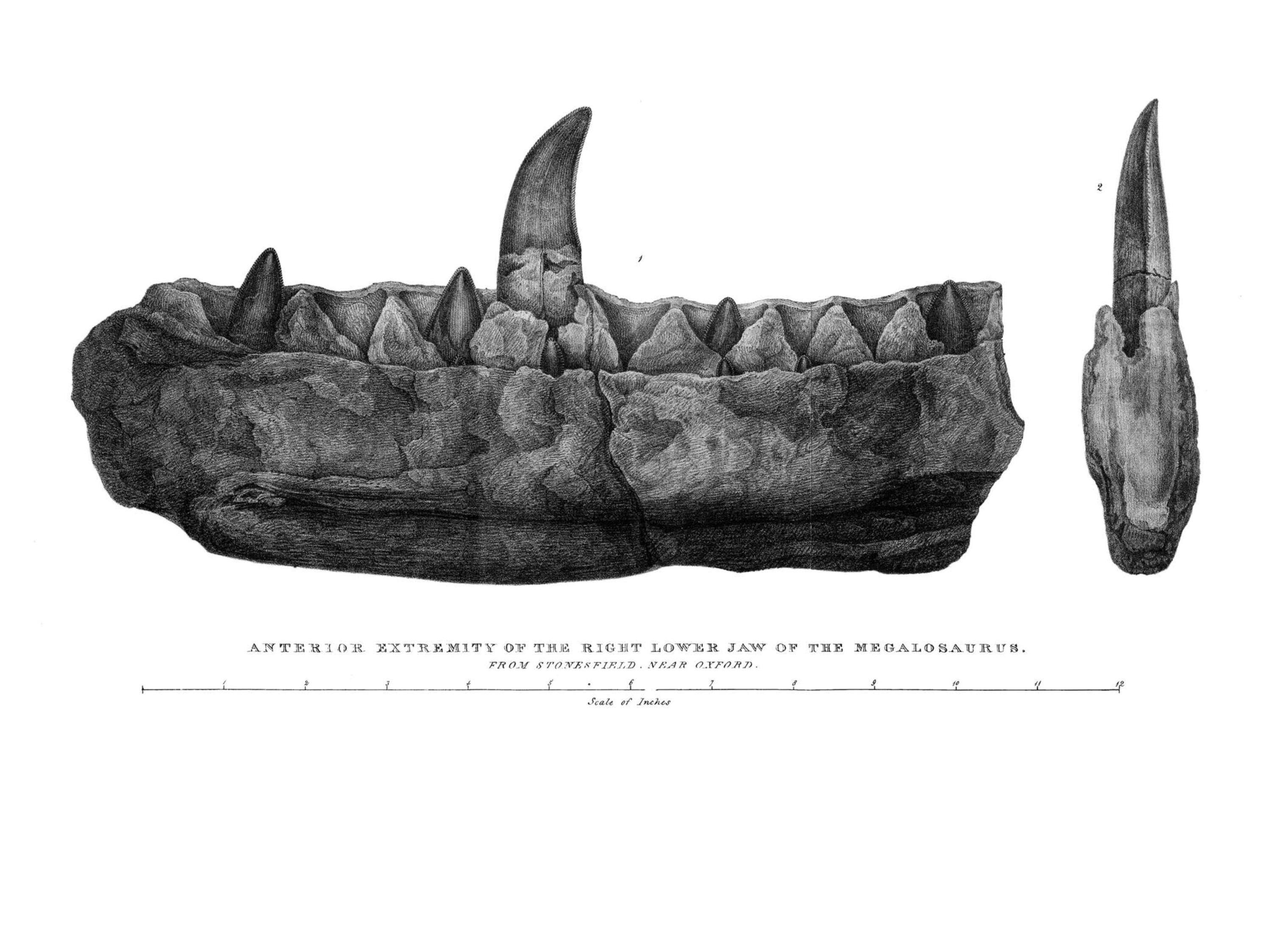 Illustration of the jaw bone of Megalosaurus by Mary Buckland.