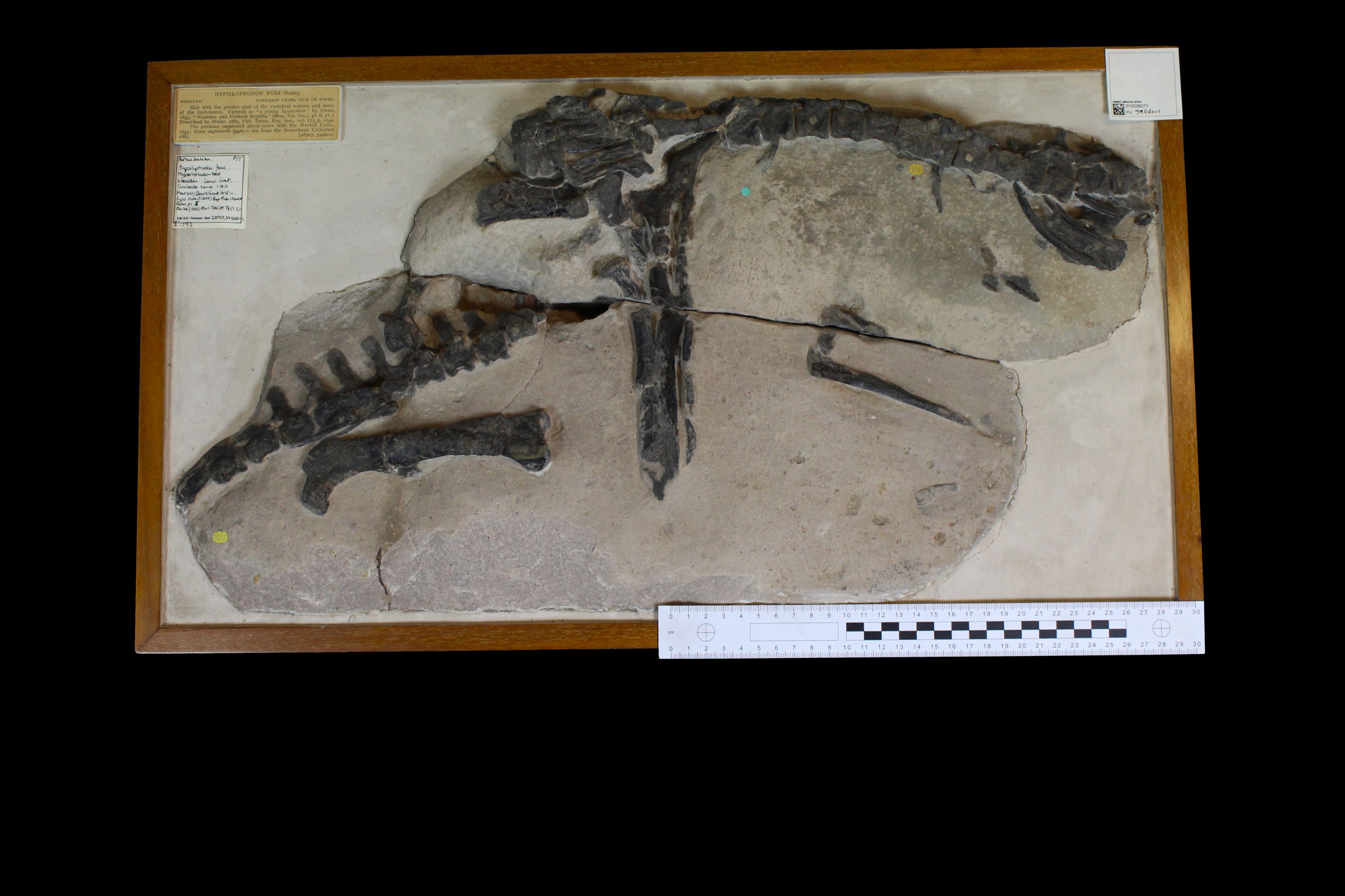 Hypsilophodon fossil and matrix embedded in a brown frame.