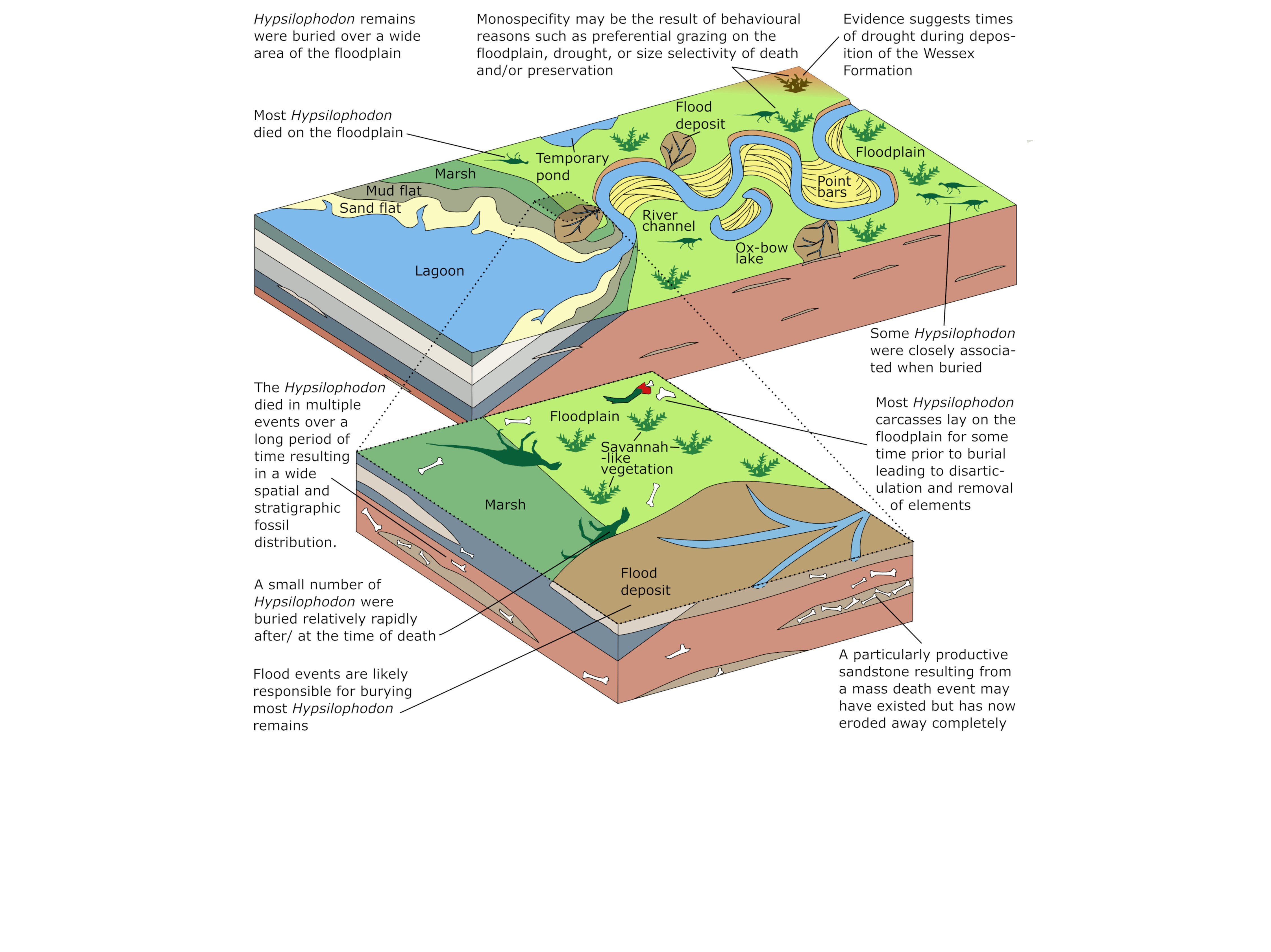 Diagram showing when the Hypsilophodon Bed was deposited and how the fossil assemblage may have formed.