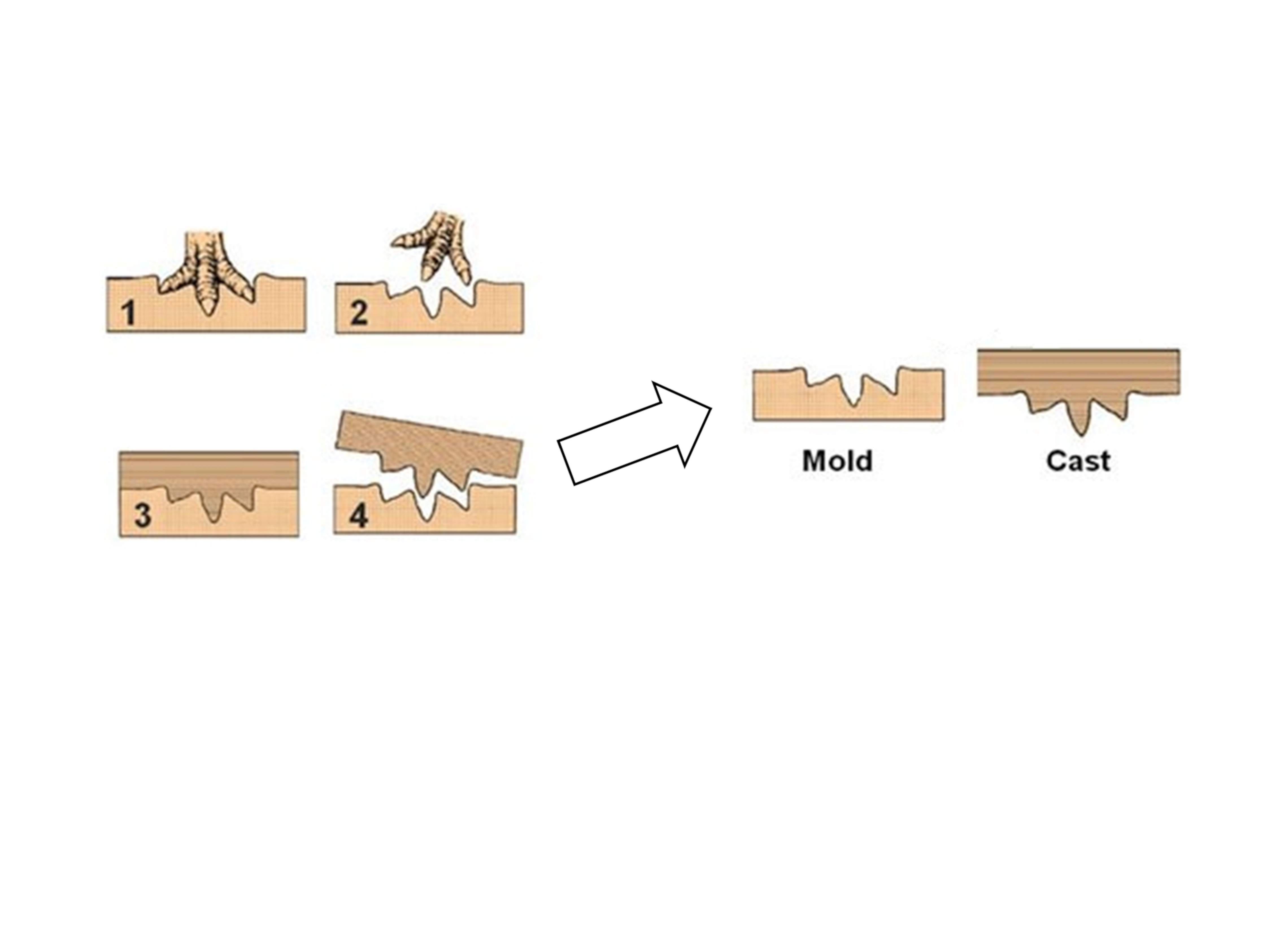 A diagram showing how fossil footprints are formed as natural moulds and casts.