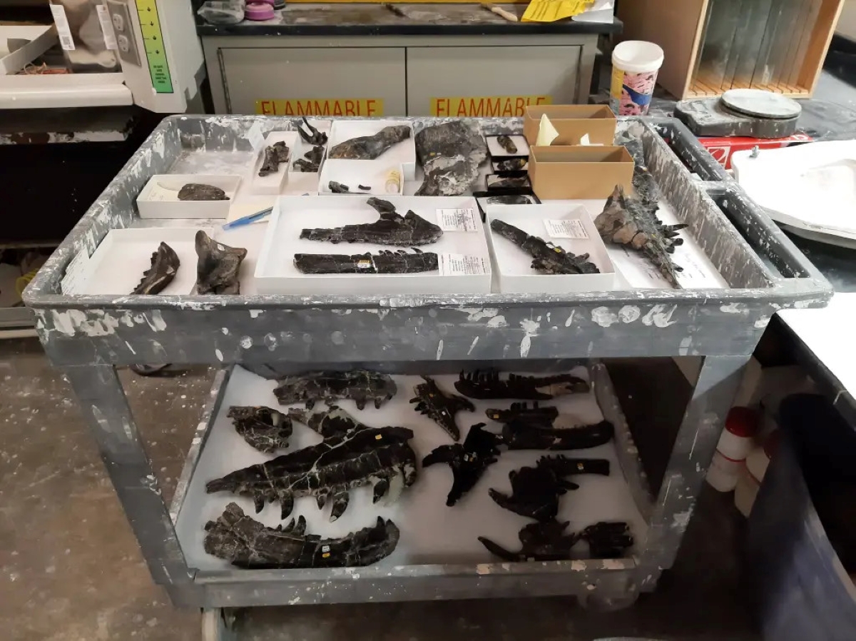A series of dinosaur fossils on a museum trolley.
