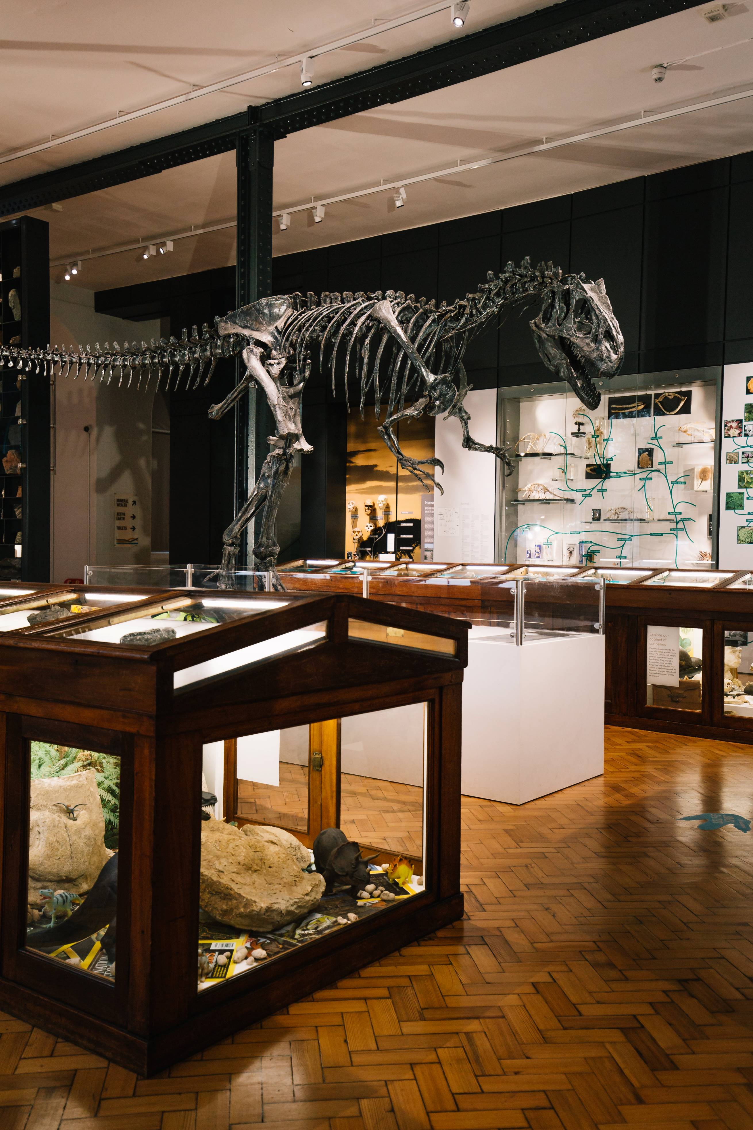 The Lapworth Museum galleries with wooden cabinets and an Allosaurus skeleton.