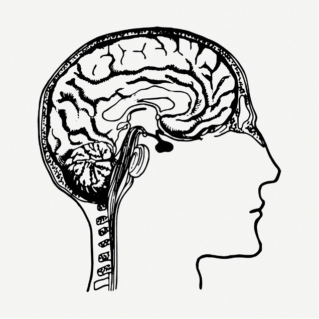 Drawing of a brain.
