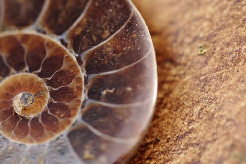 Close-up of the spirals of an ammonite fossil.