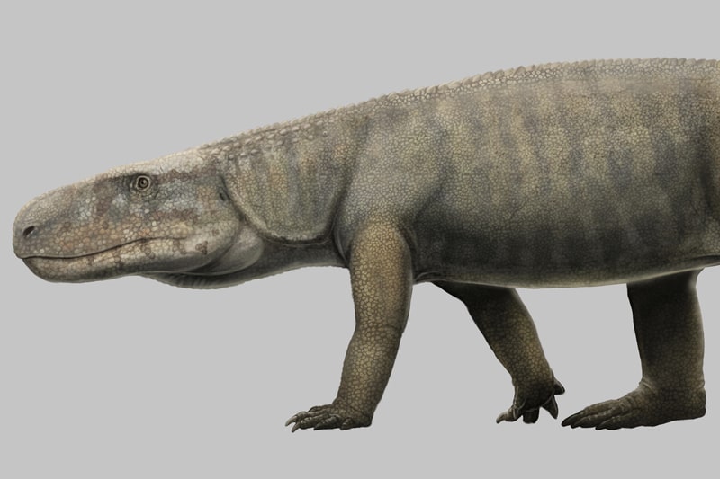 Artist's illustration of 'Mambawakale ruhuh', a new pseudosuchian from the Middle Triassic period.