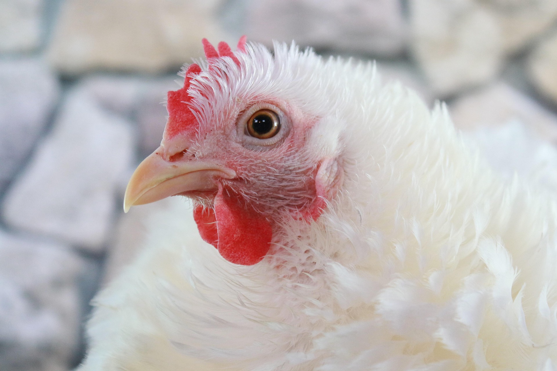 A live chicken with white feathers
