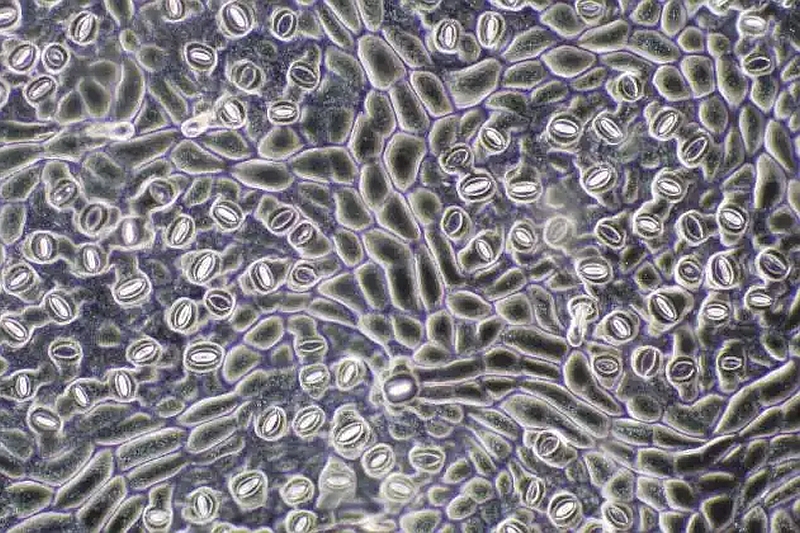 magnified Plant stomata