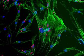 A digital image of stem cells.
