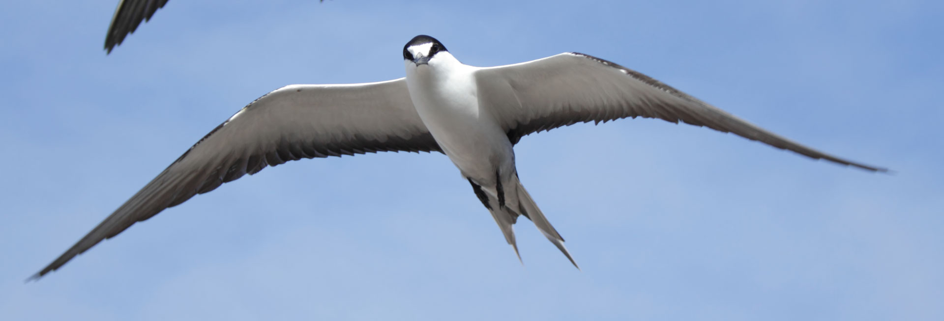 A white and black Sooty Tern mid flight in the sky.