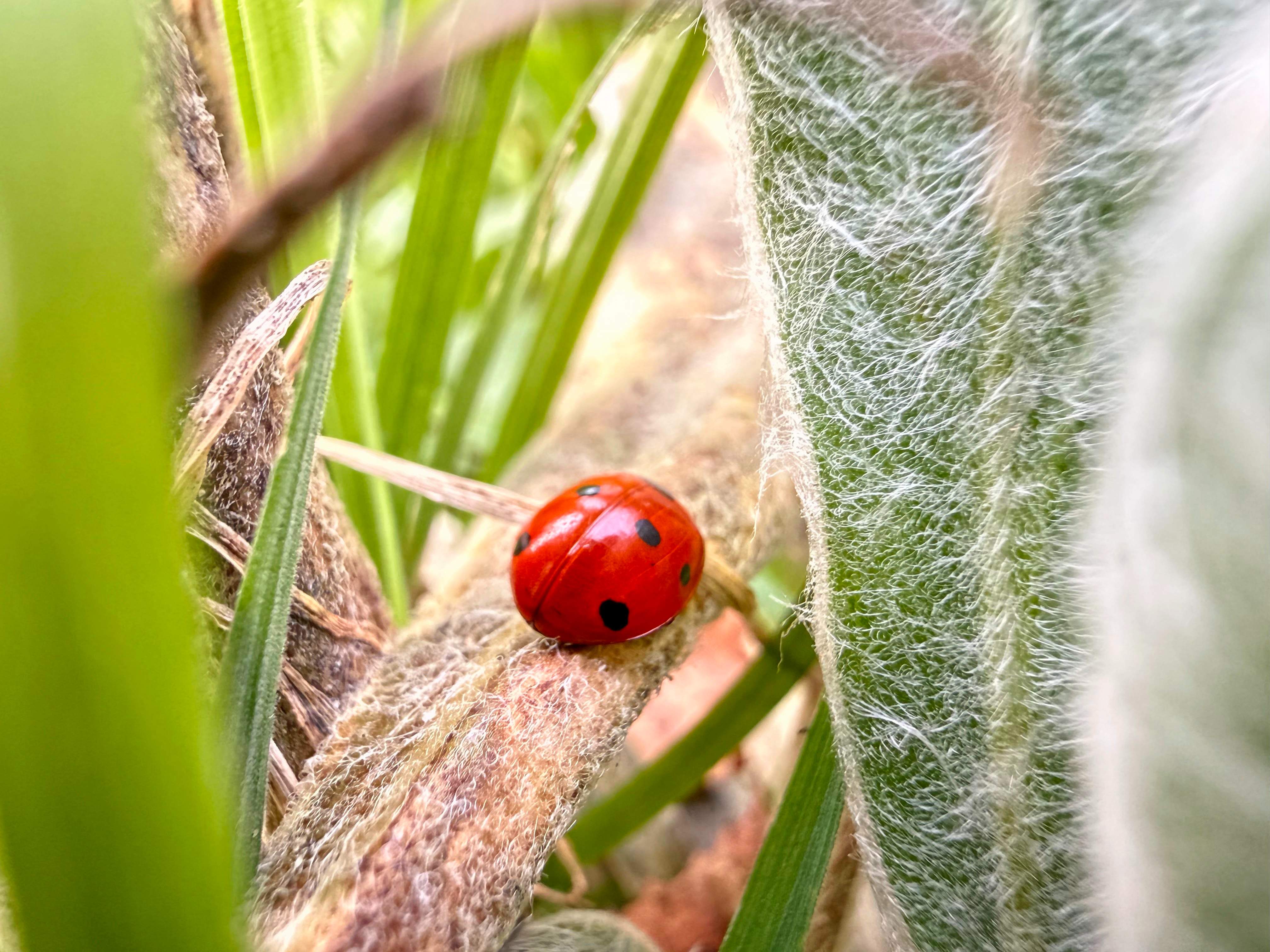 A ladybird sits on a branch, with green foliage surrounding it