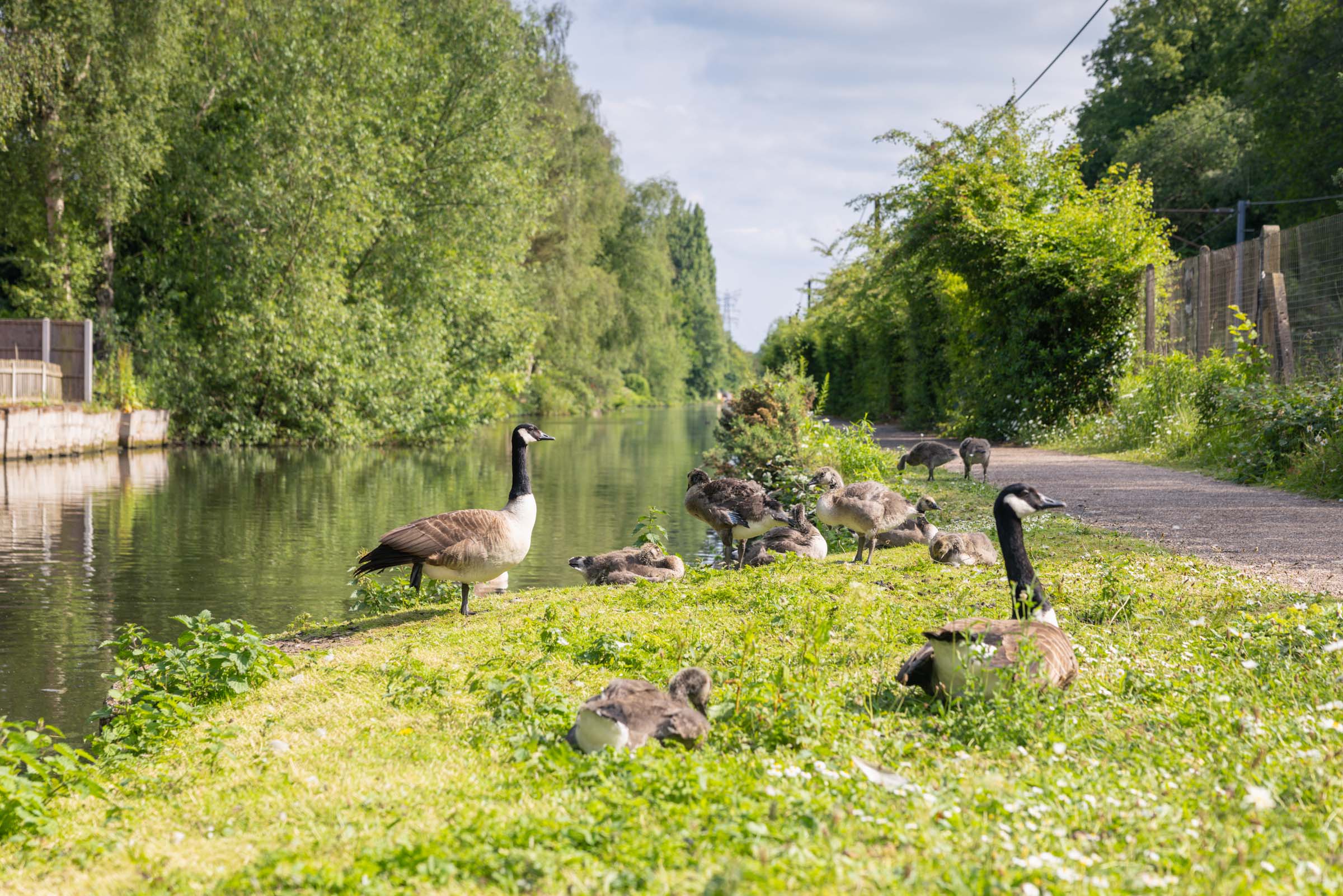 An image of a canal, with geese on a grass bank besides, surrounded by trees and greenery.