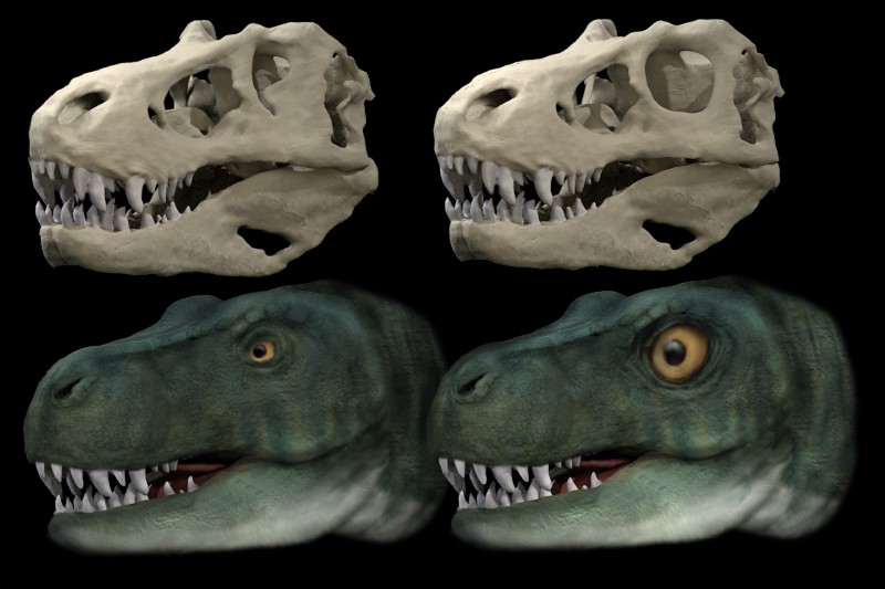 skull and reconstruction of tyrannosaurus rex