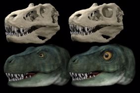 skull and reconstruction of tyrannosaurus rex