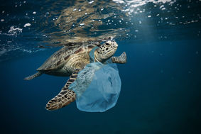 A turtle with a plastic bag around its neck
