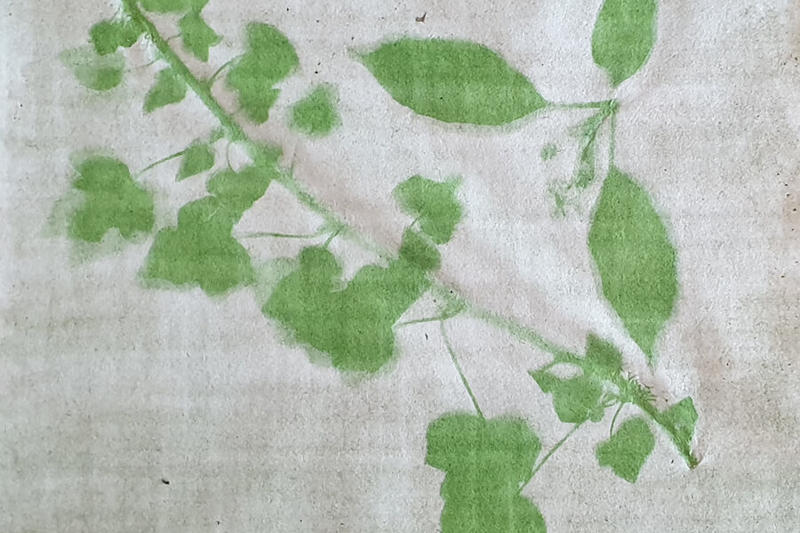 An anthotype, a photographic print made on plain paper using emulsions from wild garlic