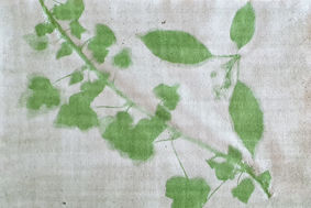 An anthotype, a photographic print made on plain paper using emulsions from wild garlic
