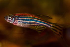 Colourful Zebrafish